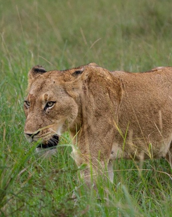 A lioness from the Msuthlu pride. A lioness from the Msuthlu pride.
