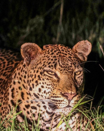 Khulwana rests after a battle with the dominant Mawelawela. Khulwana rests after a battle with the dominant Mawelawela.