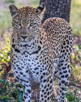 An alert Ntsumi spends less and less time with her cubs these days. An alert Ntsumi spends less and less time with her cubs these days.