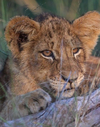 A Msuthlu lion cub rests its head. A Msuthlu lion cub rests its head.