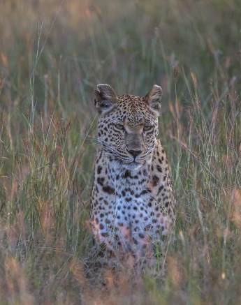 Ntsumi continued into the thicket looking for her next opportunity. Ntsumi continued into the thicket looking for her next opportunity.