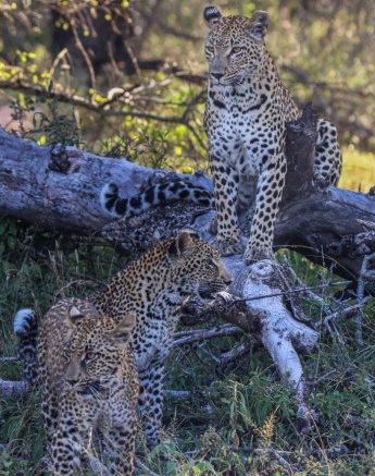 Ntsumi and her two cubs. Ntsumi and her two cubs.