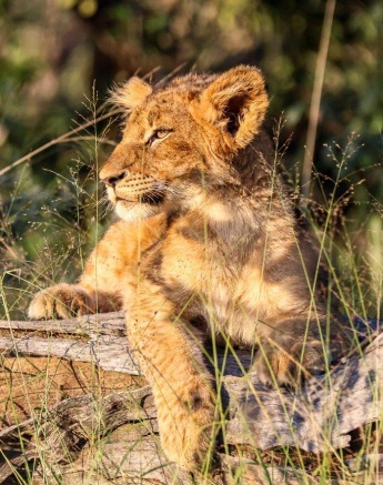 Golden afternoon sunlight shines on one of the Msuthlu cubs. Golden afternoon sunlight shines on one of the Msuthlu cubs.