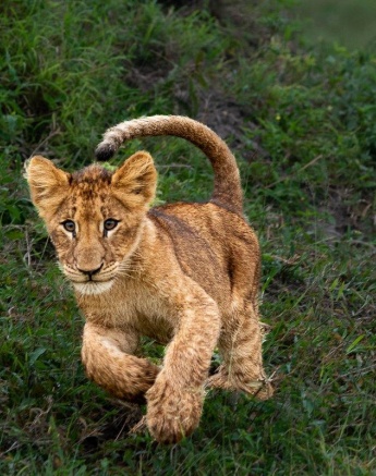 A curious cub from the Msuthlu pride explores its surroundings. A curious cub from the Msuthlu pride explores its surroundings.