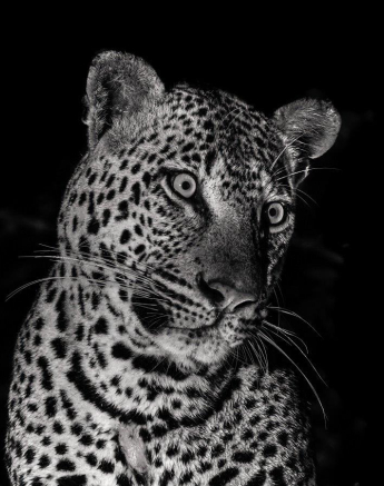 Khulwana, after a stand-off with the dominant male leopard, Mawelawela. Khulwana, after a stand-off with the dominant male leopard, Mawelawela.