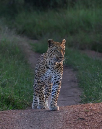 Coming around the next corner our tracking was cut short as we found Ntsumi making her way further east. Coming around the next corner our tracking was cut short as we found Ntsumi making her way further east.