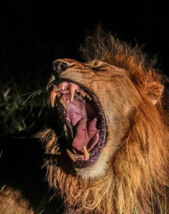 The Gijima male lion yawns, bearing his intimidating teeth. The Gijima male lion yawns, bearing his intimidating teeth.