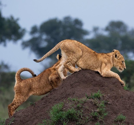 Two cubs play and learn valuable skills. Two cubs play and learn valuable skills.