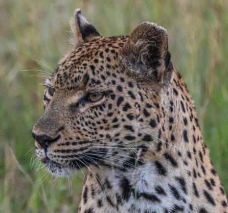 Ntsumi with the distinguishable scar down her cheek. Ntsumi with the distinguishable scar down her cheek.