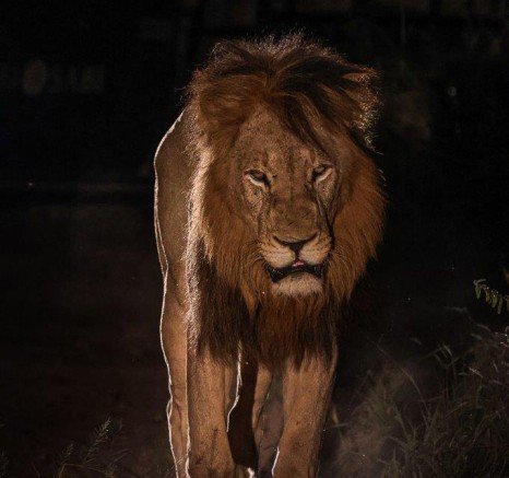 One of the Gijima males monitors his territory at night. One of the Gijima males monitors his territory at night.