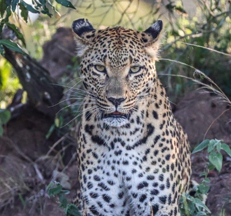 Ntsumi was quickly reunited with her hidden cubs. Ntsumi was quickly reunited with her hidden cubs.