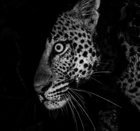 The determined stare of a leopard attempting to take over a territory. The determined stare of a leopard attempting to take over a territory.