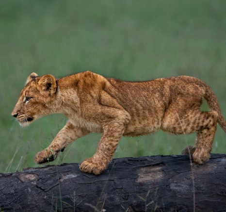 A cub from the Msuthlu pride learns to balance on a dead tree. A cub from the Msuthlu pride learns to balance on a dead tree.