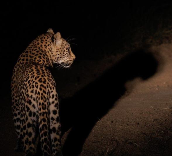 A new female leopard in the area, known as Xikhova. A new female leopard in the area, known as Xikhova.