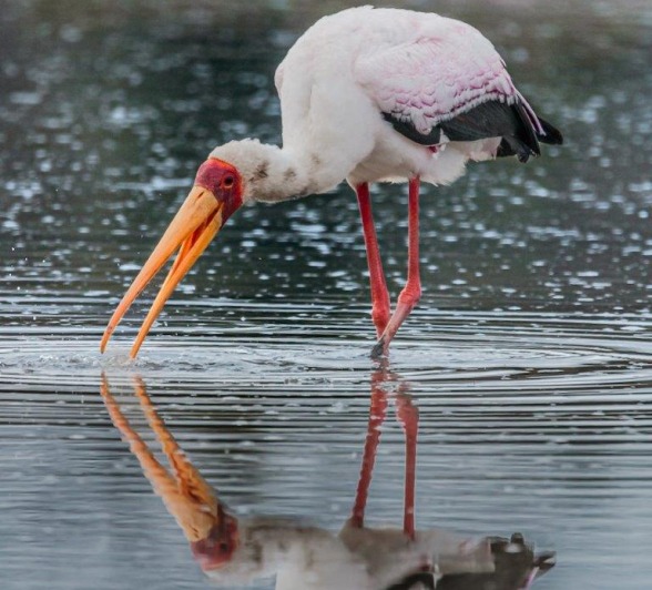 The glass-like morning waters is shattered as a Yellow-billed Stork wades through in search of a tasty morsel. The glass-like morning waters is shattered as a Yellow-billed Stork wades through in search of a tasty morsel.