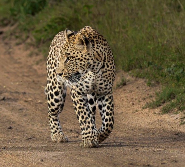 From burrow to burrow, the Nottins male inspected each one for signs of life. From burrow to burrow, the Nottins male inspected each one for signs of life.