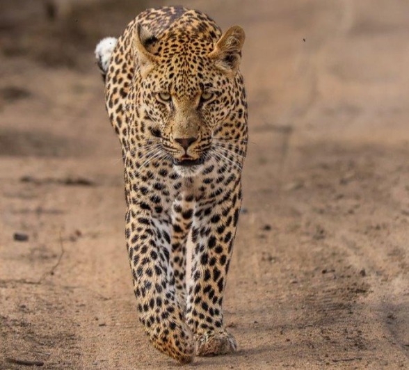 We were fortunate to come across the Nottins male while he was hunting warthogs. We were fortunate to come across the Nottins male while he was hunting warthogs.