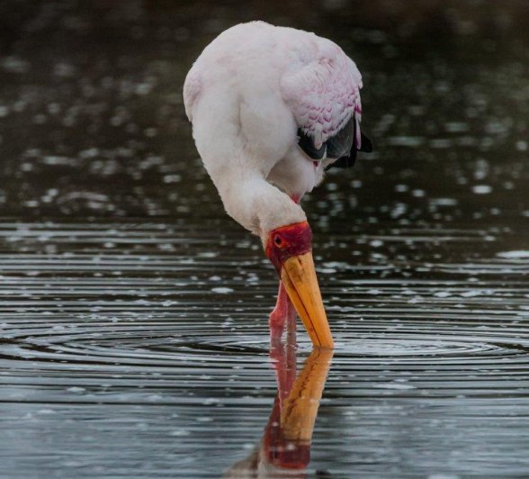 It wades through the water with its bill ajar and semi-submerged in search of small fish, frogs, and insects. It wades through the water with its bill ajar and semi-submerged in search of small fish, frogs, and insects.