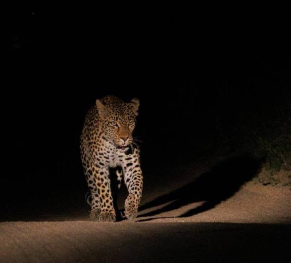 The young Xikhova female enters the Sabi Sabi story promising new adventures and tales. The young Xikhova female enters the Sabi Sabi story promising new adventures and tales.