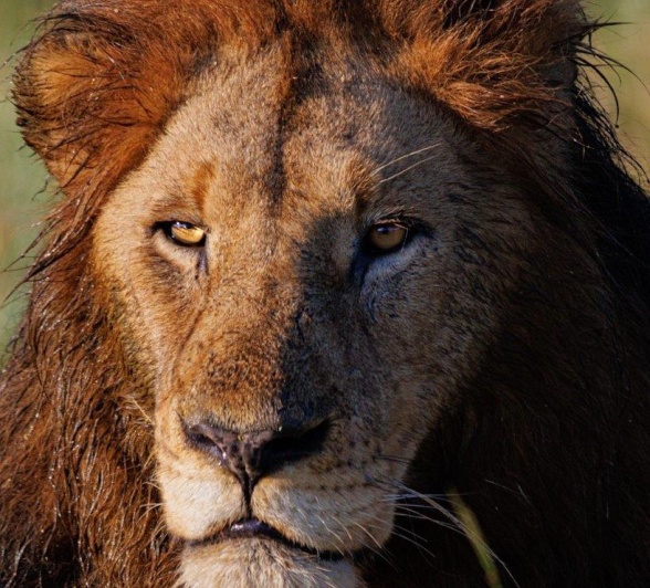 The golden sunlight illuminates the face of the Gijima male lion. The golden sunlight illuminates the face of the Gijima male lion.