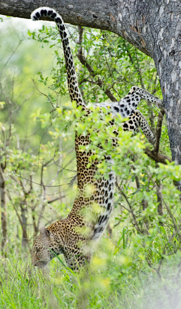 Leopard 2 Leopard 2