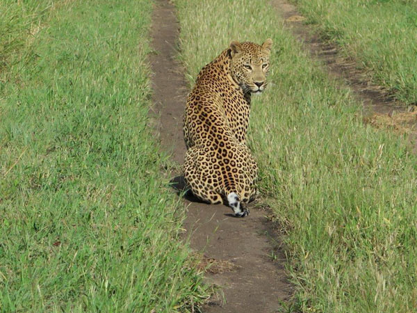 08July2014 Afonso Sartorio Leopard 08July2014 Afonso Sartorio Leopard