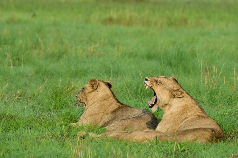 Sabi Sabi 13 1 Sabi Sabi 13 1