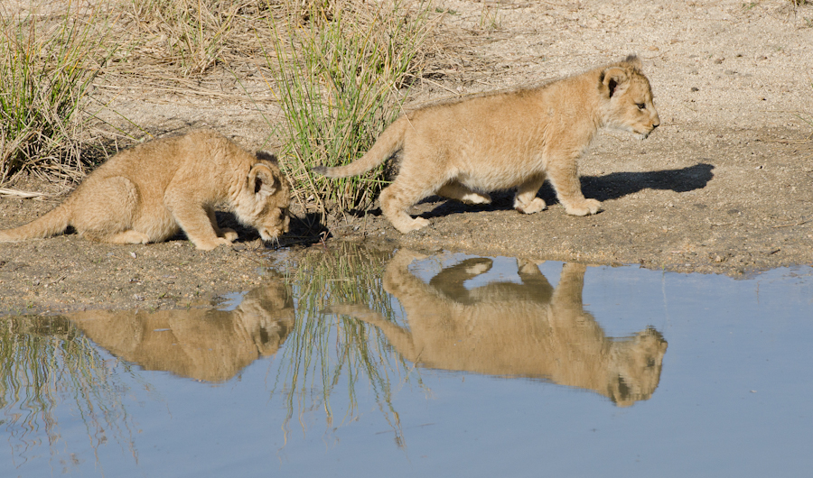 Southern Pride 3 Southern Pride 3