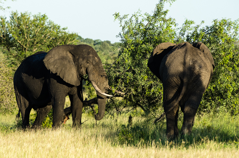 Sabi Sabi 7 Sabi Sabi 7