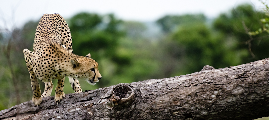 Cheetah 2 Cheetah 2