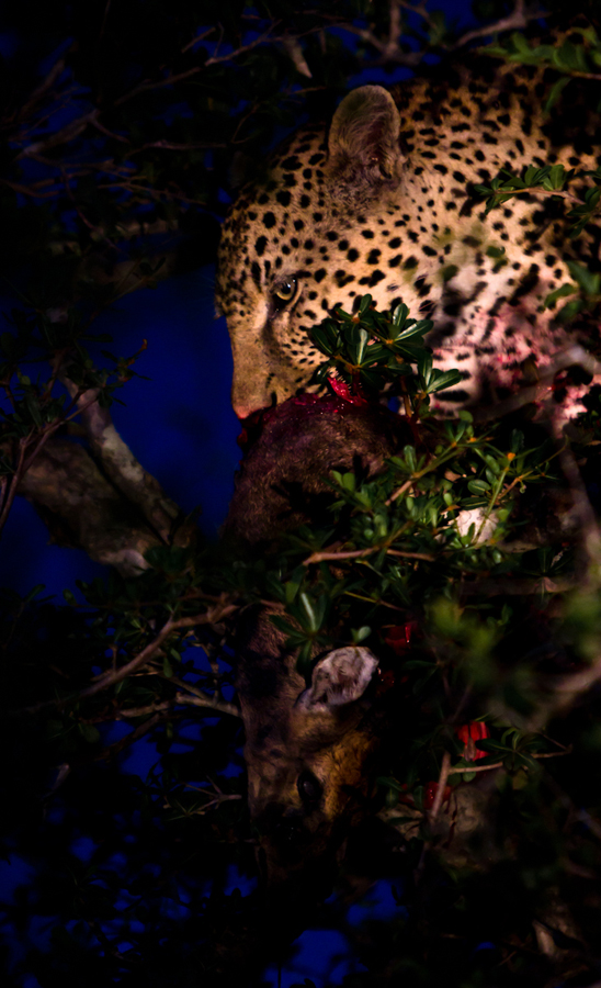 Mahlathini Kill 1 Mahlathini Kill 1