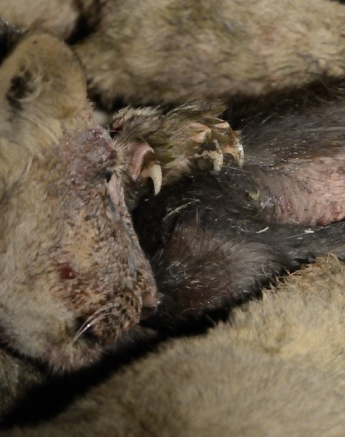 Southern Pride Eating Buffalo 2 Southern Pride Eating Buffalo 2