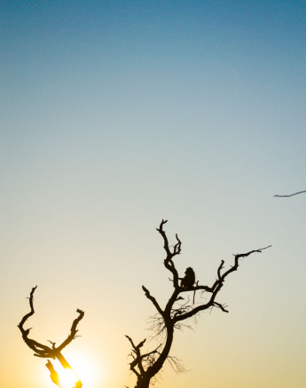 Baboon Sunrise 3 Baboon Sunrise 3