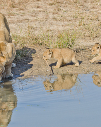 Southern Pride 5 Southern Pride 5