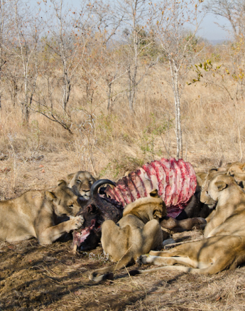 Southern Pride Southern Pride