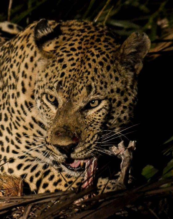 32Kevan Dobbie Maxabeni Kill 1 32Kevan Dobbie Maxabeni Kill 1