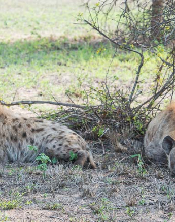 04Terry Ennever Ww Hyenas4 04Terry Ennever Ww Hyenas4