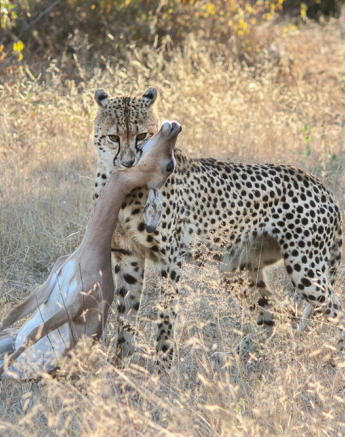 Cheetahkill4.franna Cheetahkill4.franna