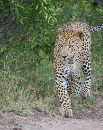Maxabeni Male 1 Maxabeni Male 1
