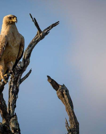 13Mike Palmer Tawny Eagle 260316 13Mike Palmer Tawny Eagle 260316