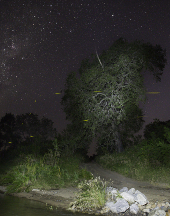 Fireflies  Fireflies