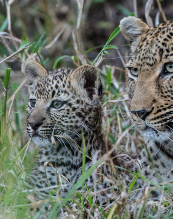 Warthog Wallow And Cub 6 Warthog Wallow And Cub 6