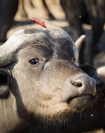 Mike L Buffalo 3 Mike L Buffalo 3