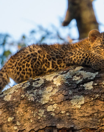 Nottin Cub 2 Nottin Cub 2