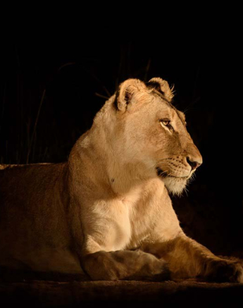 Mike Palmer SP Lionesses F.Tree 1 Mike Palmer SP Lionesses F.Tree 1