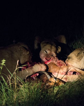 Southern Pride 5 Southern Pride 5