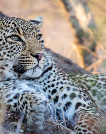 Kelenge 01 Kelenge 01