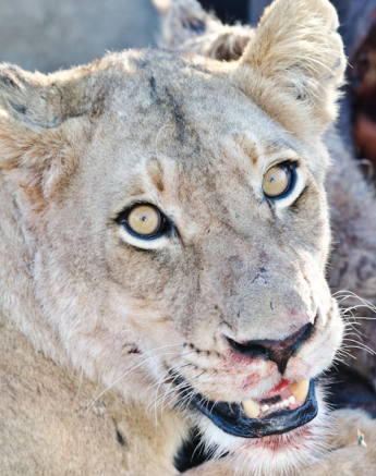 Southern Pride 6 Southern Pride 6