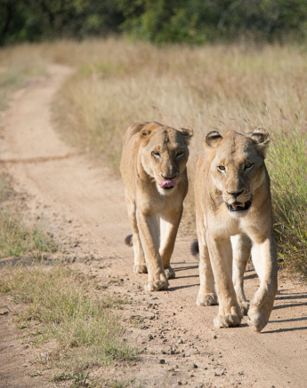 2 Lioness 3 2 Lioness 3