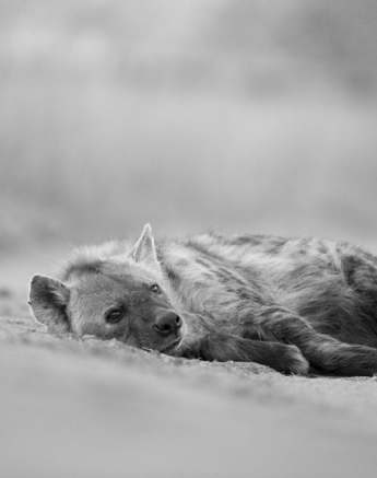 Hyena 4 Hyena 4